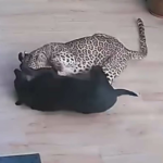 Il video di un leopardo che entra in giardino e azzanna un cane domestico