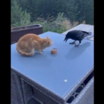 Il video del corvo che ruba il cibo al gatto per condividerlo con un amico inaspettato