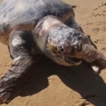 Tartaruga caretta caretta morta sulla spiaggia: è in stato di decomposizione – Grandangolo Agrigento